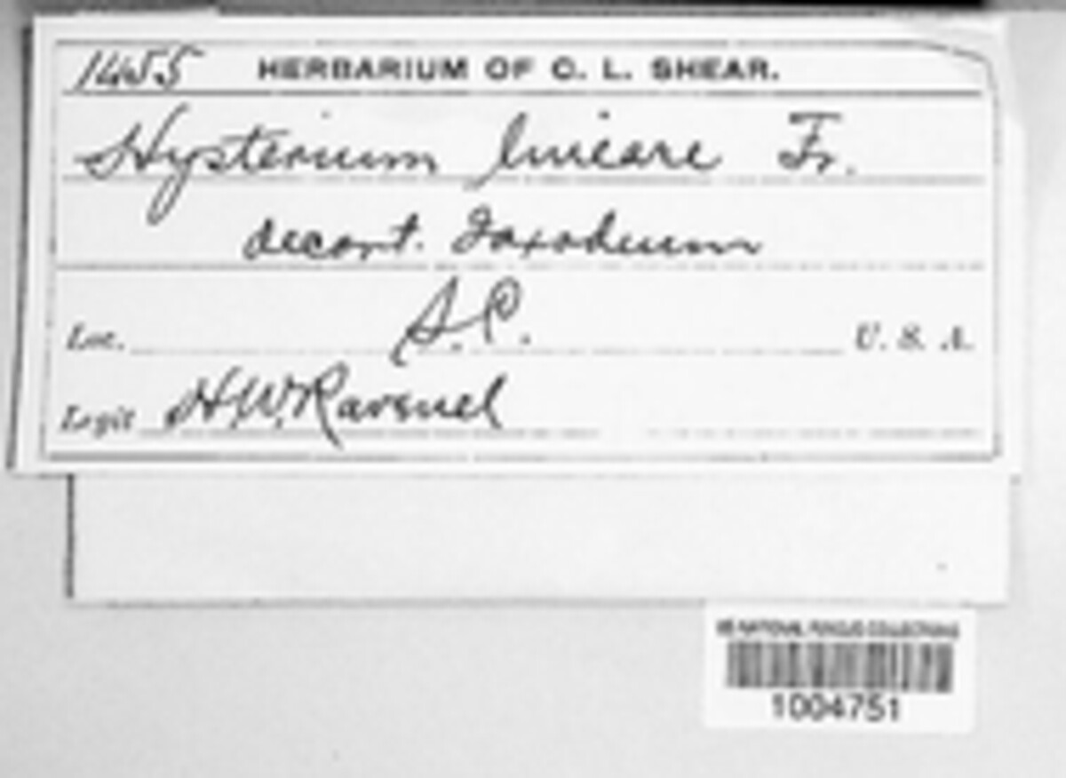 Hysterium lineare image